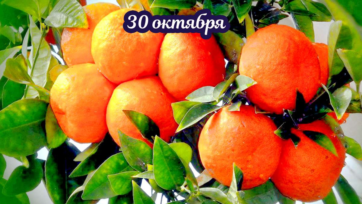 Вкус хурмы и аромат мандарин